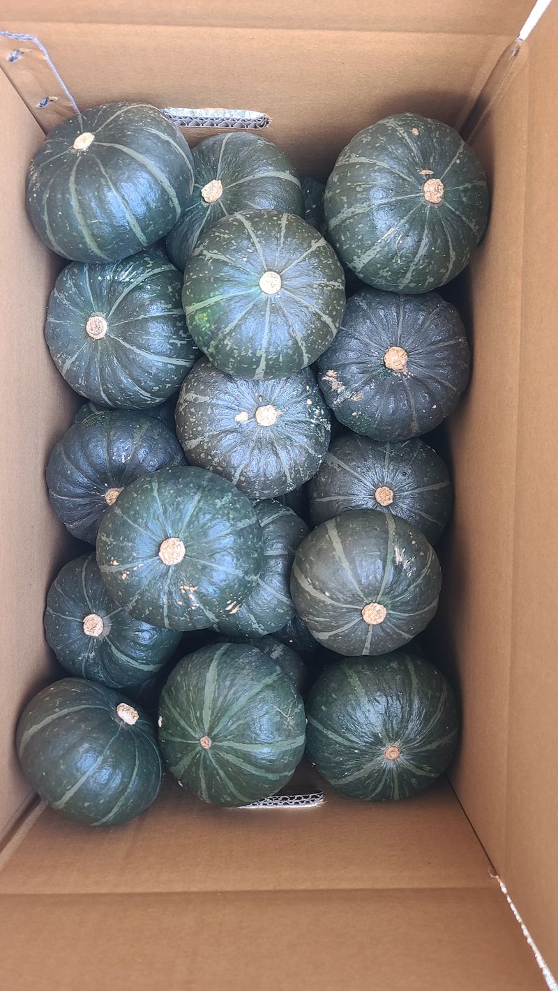 양기원님의 장터 판매 상품 [미니단호박 (미니밤 ) 5kg] 첨부 사진