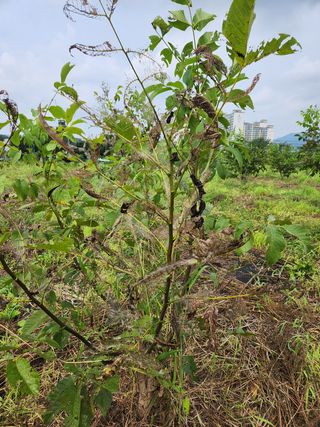 김우석님의 기타작물 · 영농일지 작성글 사진