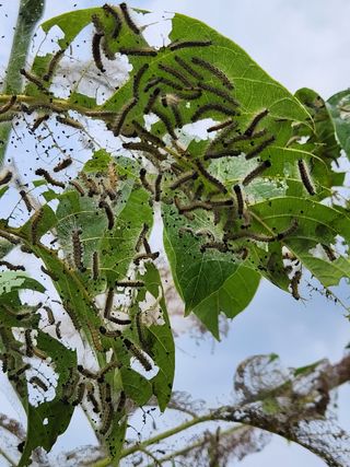 김우석님의 기타작물 · 영농일지 작성글 사진