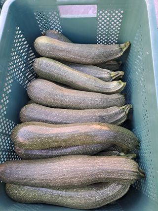 봉골농원님의 호박 · 영농일지 작성글 사진