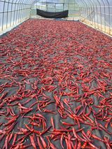 팜모닝 고추·영농일지 게시글 이미지