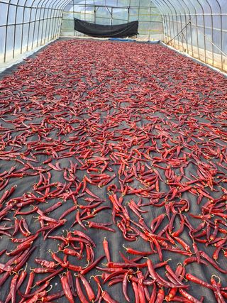 봉골농원님의 고추 · 영농일지 작성글 사진