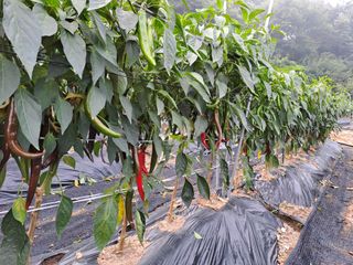 봉골농원님의 고추 · 영농일지 작성글 사진