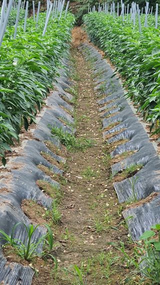 늘그자리에서님의 고추 · 병해충상담 작성글 사진