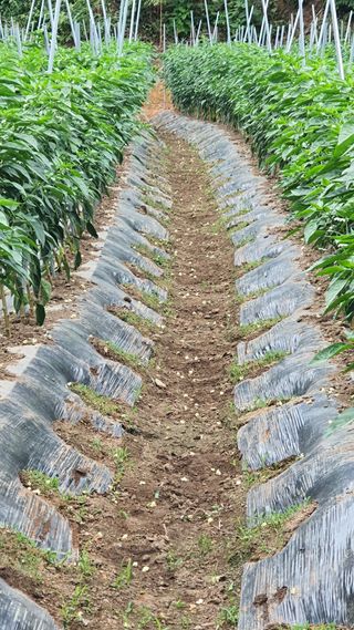 늘그자리에서님의 고추 · 병해충상담 작성글 사진