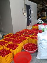 팜모닝 고추·일상 게시글 이미지