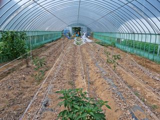 박영호님의 참깨 · 자유게시판 작성글 사진