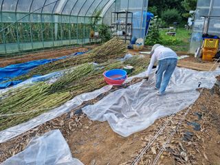 박영호님의 참깨 · 자유게시판 작성글 사진
