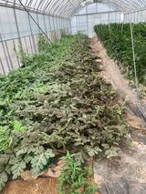 팜모닝 기타작물·병해충상담 게시글 이미지