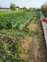 팜모닝 고구마·영농일지 게시글 이미지