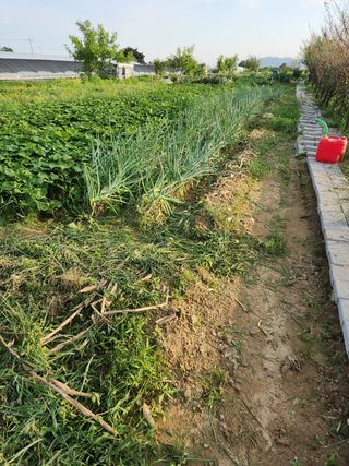 박정하님의 고구마 · 영농일지 작성글 사진