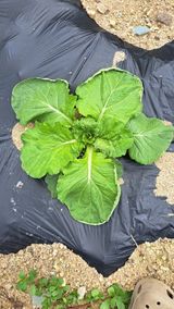 팜모닝 배추·제초 게시글 이미지