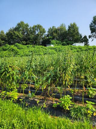 김연숙님의 참깨 · 자유게시판 작성글 사진
