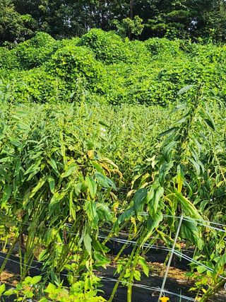 김연숙님의 참깨 · 자유게시판 작성글 사진