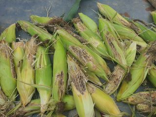 엘림농장님의 자유주제 · 자유게시판 작성글 사진