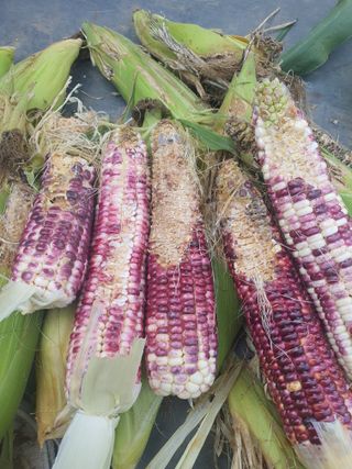 엘림농장님의 자유주제 · 자유게시판 작성글 사진