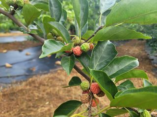 차여사농원 머슴님의 자유주제 · 사진전 작성글 사진