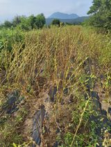 팜모닝 참깨·자유게시판 게시글 이미지