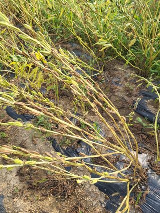 아준님의 참깨 · 자유게시판 작성글 사진