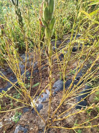 아준님의 참깨 · 자유게시판 작성글 사진