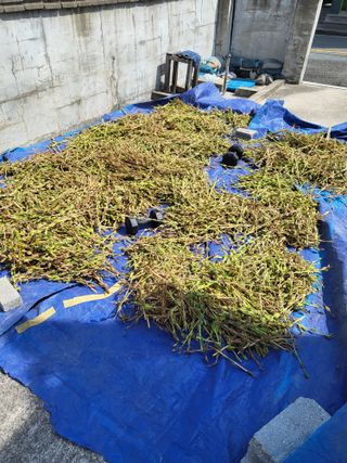 아준님의 참깨 · 자유게시판 작성글 사진