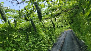 김성종님의 8월 내 작물 자랑하기 · 참여글 작성글 사진