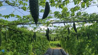 김성종님의 8월 내 작물 자랑하기 · 참여글 작성글 사진