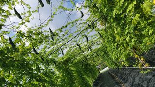 김성종님의 8월 내 작물 자랑하기 · 참여글 작성글 사진