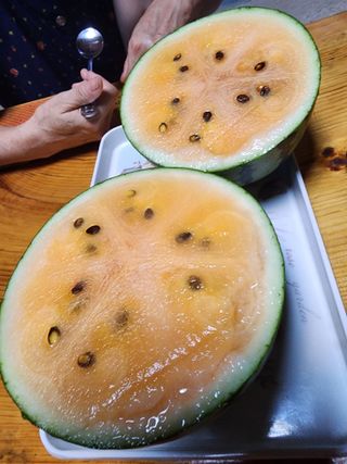 토마토31803님의 8월 내 작물 자랑하기 · 참여글 작성글 사진