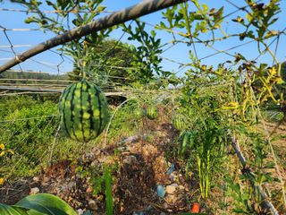 토마토31803님의 8월 내 작물 자랑하기 · 참여글 작성글 사진