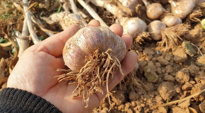 장터 상품 [🧄유황육쪽마늘 1접(103통)] 썸네일