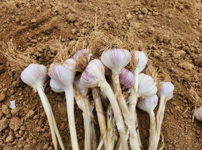 조한솔님의 장터 판매 상품 [🧄유황육쪽마늘 1접(103통)] 첨부 사진