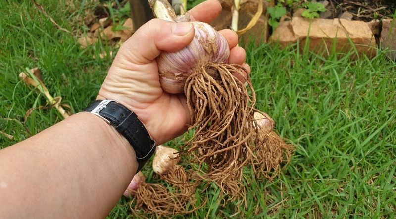 조한솔님의 장터 판매 상품 [🧄유황육쪽마늘 1접(103통)] 첨부 사진