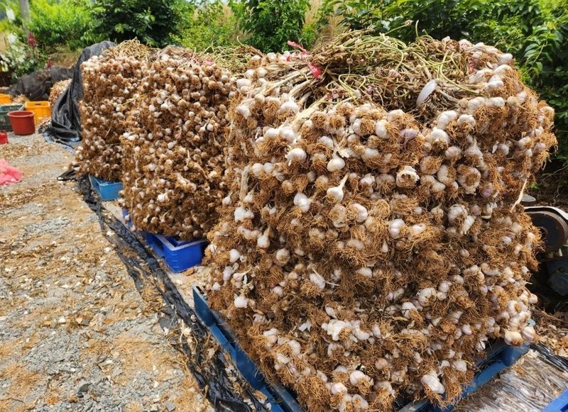 조한솔님의 장터 판매 상품 [🧄유황육쪽마늘 1접(103통)] 첨부 사진