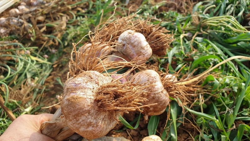 조한솔님의 장터 판매 상품 [🧄유황육쪽마늘 1접(103통)] 첨부 사진