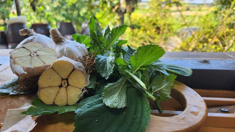 조한솔님의 장터 판매 상품 [🧄유황육쪽마늘 1접(103통)] 첨부 사진