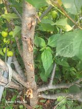 팜모닝 사과·병해충상담 게시글 이미지