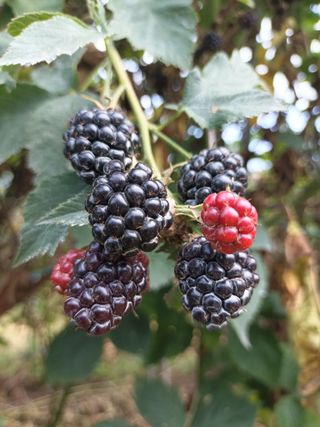 정희군님의 8월 내 작물 자랑하기 · 참여글 작성글 사진