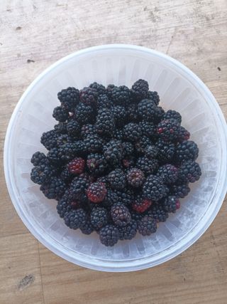 정희군님의 8월 내 작물 자랑하기 · 참여글 작성글 사진