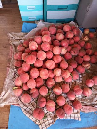 정희군님의 8월 내 작물 자랑하기 · 참여글 작성글 사진