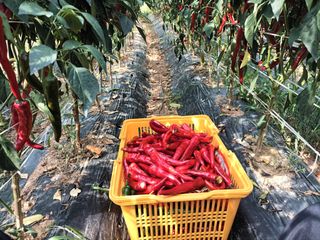 정희군님의 8월 내 작물 자랑하기 · 참여글 작성글 사진