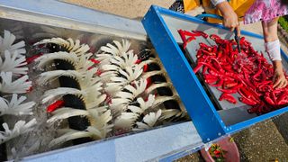 신현길 (님의 고추 · 수확 작성글 사진