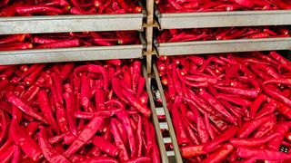 신현길 (님의 고추 · 수확 작성글 사진