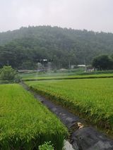 팜모닝 벼·영농일지 게시글 이미지