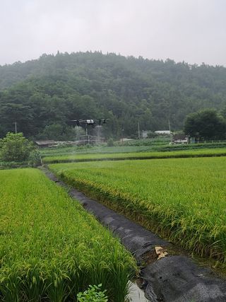 강기동님의 벼 · 영농일지 작성글 사진