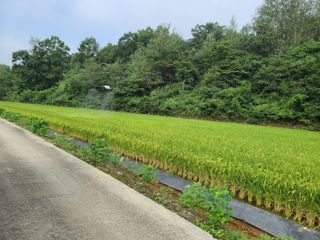 강기동님의 벼 · 영농일지 작성글 사진