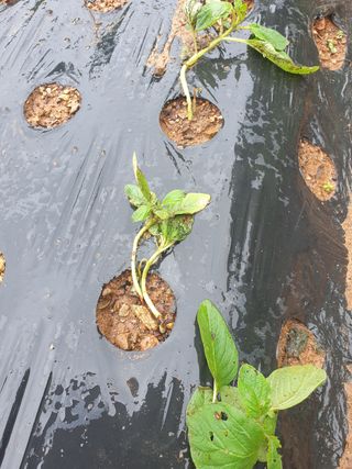 윤무섭님의 참깨 · 병해충상담 작성글 사진