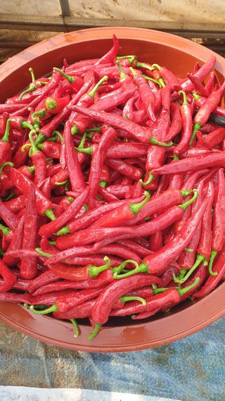 김부권님의 8월 내 작물 자랑하기 · 참여글 작성글 사진