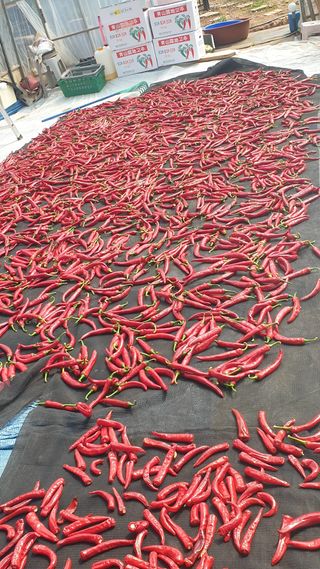 김부권님의 8월 내 작물 자랑하기 · 참여글 작성글 사진