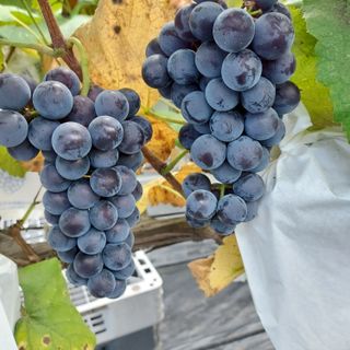 태일농산이정수님의 포도 · 자유게시판 작성글 사진